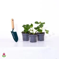 3 Fraisiers Remontants à Fleurs Roses Toscana -Plantes Soldes Boutique 005240 wil qlp 005240 1 1705057941762