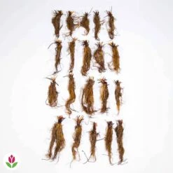 Fraisier Gariguette -Plantes Soldes Boutique 005241 wil QLZ 005241 1 1703067805039