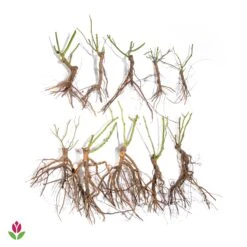 10 Rosiers Buissons En Mélange -Plantes Soldes Boutique 006070 wil qlz 006070 1 1709720618922