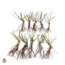 10 Rosiers Buissons En Mélange -Plantes Soldes Boutique 006110 wil qlz 006110 3 1709720484509