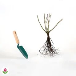 Rosier Grimpant Musimara -Plantes Soldes Boutique 006161 wil qlr 100356 5 1709564355644