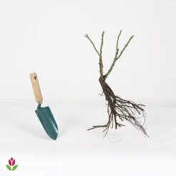 Rosier Buisson Double Delight -Plantes Soldes Boutique 006302 wil QLZ 006302 1 1708340197939