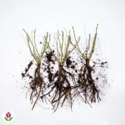 3 Mini-rosiers Randilla Rouge 5 3 Mini-rosiers Randilla Rouge -Plantes Soldes Boutique 006604 wil qlz 100373 3 1707230302160