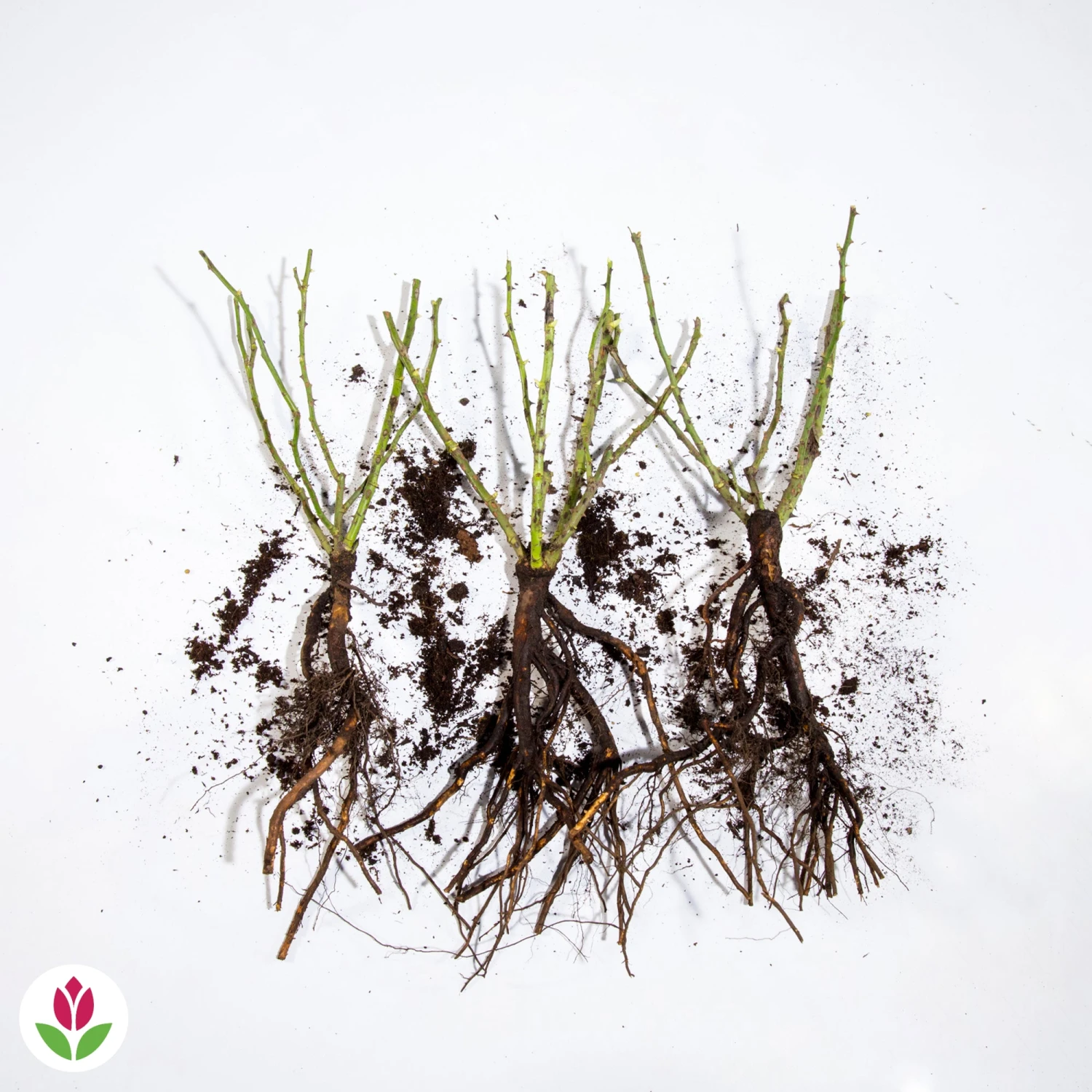 3 Mini-rosiers Randilla Rouge 3 3 Mini-rosiers Randilla Rouge â Image 3