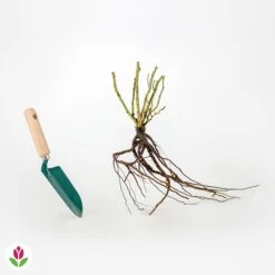 Rosier White Symphony -Plantes Soldes Boutique 006676 wil qlr 100381 3 1708339945401