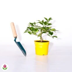 Citronnier Vulcan -Plantes Soldes Boutique 006983 wil qlh 52747 5 1707484092206