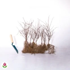 Haie De Berberis Rouges -Plantes Soldes Boutique 007132 wil qlz 100420 2 1706612125373