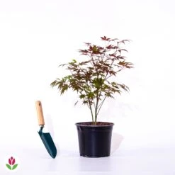 Erable Pourpre Du Japon -Plantes Soldes Boutique 007134 wil qlp 007134 1 1704705978770