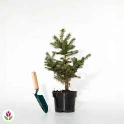 Sapin Bleu -Plantes Soldes Boutique 007386 wil qlh 100432 2 1703166720274