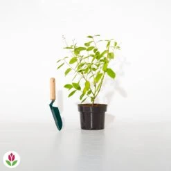 Céanothe Marie Simon -Plantes Soldes Boutique 007397 wil qlh 100433 4 1706612690866