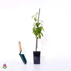 Mini-poirier Conférence -Plantes Soldes Boutique 007969 wil qlp 71305 6 1707483789554