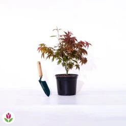 Erable Du Japon Shaina -Plantes Soldes Boutique 007998 wil qlp 41787 7 1706888019929