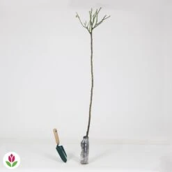 Rosier Sur Tige Dame De Coeur -Plantes Soldes Boutique 010205 wil QLZ 010205 1 1707231110585