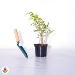 Bambou Vert Non-traçant -Plantes Soldes Boutique 010639 wil QLH 010639 1 1702998924325