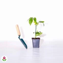 Fruit De La Passion Frederick -Plantes Soldes Boutique 010746 wil QLH 010746 1 1703071690202