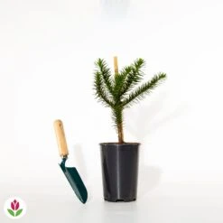 Désespoir Des Singes -Plantes Soldes Boutique 011790 wil qlh 11790 1 1704465864729