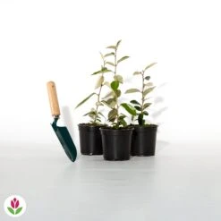 Eleagnus -Plantes Soldes Boutique 012633 wil qlh 012633 1 1705586506029