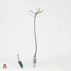 Rosier Pleureur Excelsa Sur Tige -Plantes Soldes Boutique 014538 wil QLH 14538 1 1707830929164