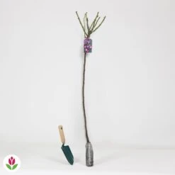 Rosier Bleu Violet Sur Tige -Plantes Soldes Boutique 014539 wil QLZ 014539 1 1706710678042