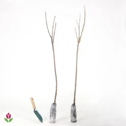 Collection De 2 Groseillier Et Cassis Sur Tige -Plantes Soldes Boutique 014921 wil QLH 014921 1 1707815530204