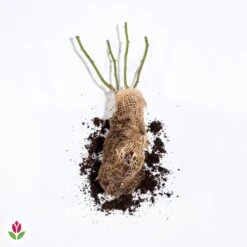 Rosier Anglais Charlie Ausgreen ® -Plantes Soldes Boutique 014958 wil qlh 100657 2 1708339336986