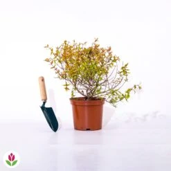 Abélia Kaleidoscope -Plantes Soldes Boutique 015360 wil qlz 015360 1 1705656085503