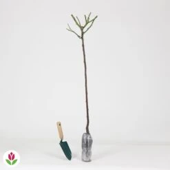 Rosier Sur Tige Korbin -Plantes Soldes Boutique 015850 wil QLZ 015850 1 1707233175492