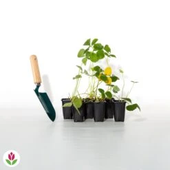 Fraisier Remontant Mariguette ® -Plantes Soldes Boutique 017397 wil qlh 100863 3 1706531713435