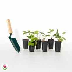 Fraisier Gariguette -Plantes Soldes Boutique 017399 wil qlh 017399 1 1704789118510