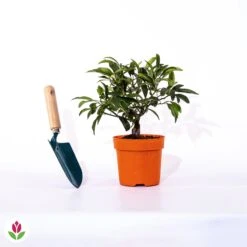 Kumquat -Plantes Soldes Boutique 017510 wil qlz 100395 6 1706611480009