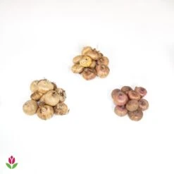 Collection De 30 Glaïeuls Perroquets 9 Collection De 30 Glaïeuls Perroquets -Plantes Soldes Boutique 018508 wil QLZ 18508 1 1707831549702