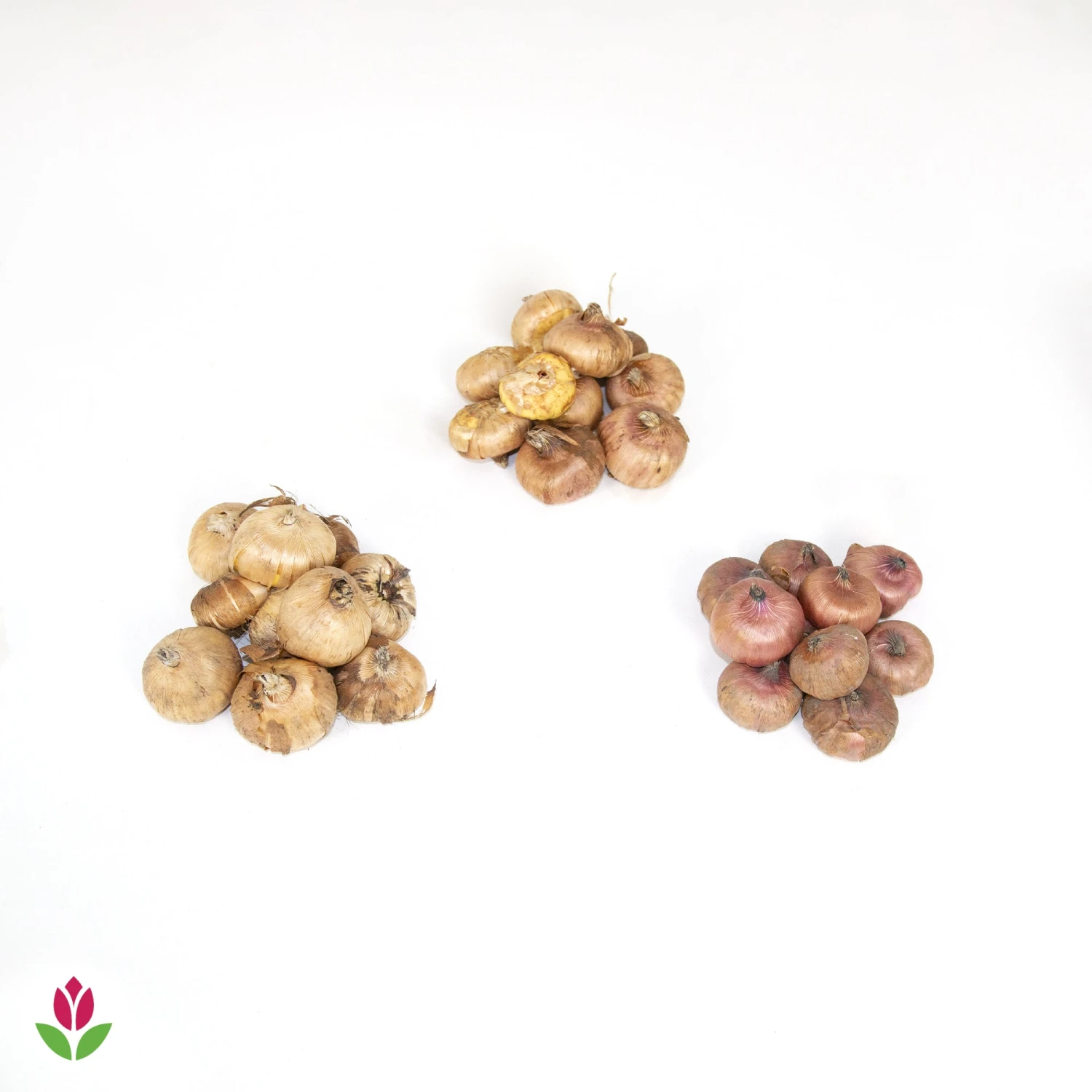 Collection De 30 Glaïeuls Perroquets 5 Collection De 30 Glaïeuls Perroquets – Image 5