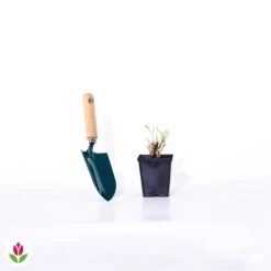 Lupin Indigo Eclipse De Lune -Plantes Soldes Boutique 018544 wil qlp 100959 4 1706532918341