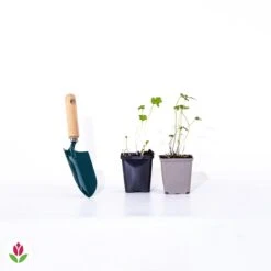 Devant -Plantes Soldes Boutique 020108 wil qlp 101053 3 1706533278041