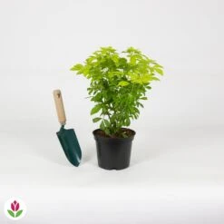 Oranger Du Mexique Doré -Plantes Soldes Boutique 020153 wil QLZ 020153 1 1704728113896