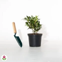 Sarcococca Winter Gem -Plantes Soldes Boutique 020365 wil qlh 101075 3 1706532387438