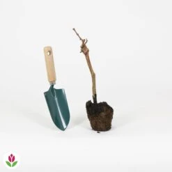 Vigne Pinot -Plantes Soldes Boutique 023796 wil QLH 23796 1 1709028987957