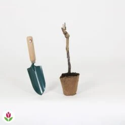 Vigne Merlot -Plantes Soldes Boutique 023797 wil QLH 023797 1 1709029053224