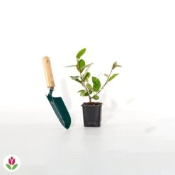 Eleagnus -Plantes Soldes Boutique 023999 wil qlh 023999 1 1705586741852