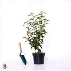 Laurier Du Portugal -Plantes Soldes Boutique 028303 wil qlz 028303 1 1705488408295