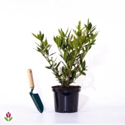 Laurier-Cerise Laurier Palme Otto Luyken -Plantes Soldes Boutique 028327 wil qlz 111108 3 1706695605047