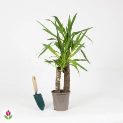Yucca Elephantipes -Plantes Soldes Boutique 030688 wil QLZ 030688 1 1704793216985