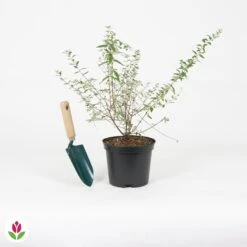 Arbre à Papillons Nain Unique -Plantes Soldes Boutique 030751 wil QLA 030751 1 1704724361197