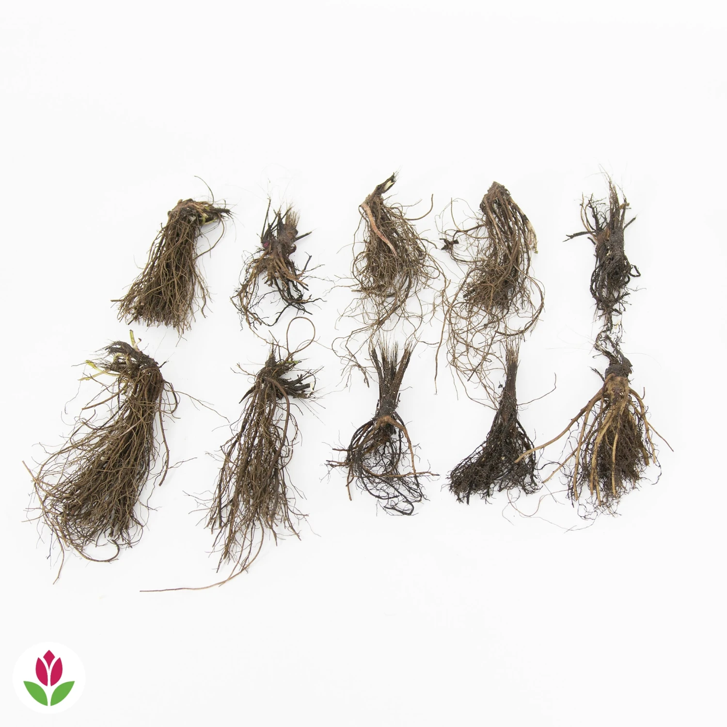 10 Rudbeckias En Mélange 2 10 Rudbeckias En Mélange – Image 2