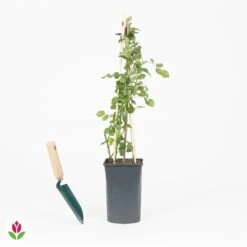 Rosier Grimpant Crazy In Love Rose 5 Rosier Grimpant Crazy In Love Rose -Plantes Soldes Boutique 030795 wil QLA 030795 1 1704723536135