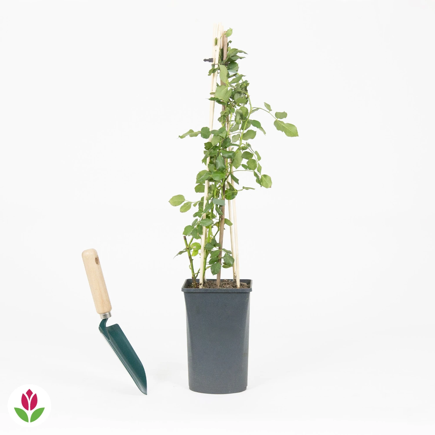 Rosier Grimpant Crazy In Love Rose 3 Rosier Grimpant Crazy In Love Rose – Image 3