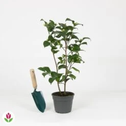 Camélia Volunteer -Plantes Soldes Boutique 030806 wil QLZ 030806 1 1704793532302