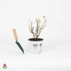 Hortensia Strong Annabelle -Plantes Soldes Boutique 030817 wil QLH 030817 1 1704726436532