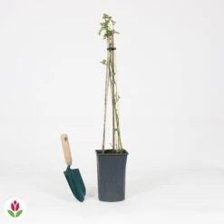 Rosier Grimpant Crazy In Love Rouge -Plantes Soldes Boutique 030820 wil QLH 030820 1 1704727916181