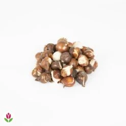 30 Tulipes 60 Days Of Tulips En Mélange -Plantes Soldes Boutique 030825 wil QLB 030825 1 1704727459786